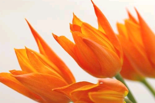 �I�����W�F�̃`���[���b�v